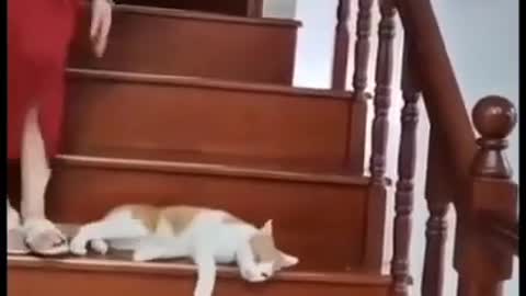 Cute and Funny Cat Videos Compilation