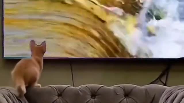 #cat #cats #animals #pets #cat fishing from TV #fish #