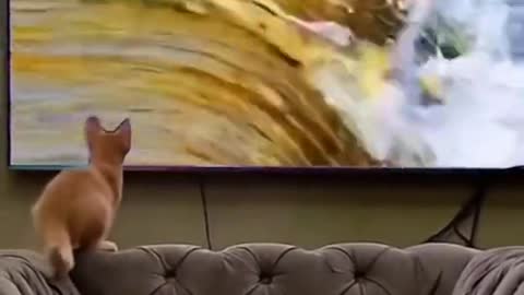 #cat #cats #animals #pets #cat fishing from TV #fish #