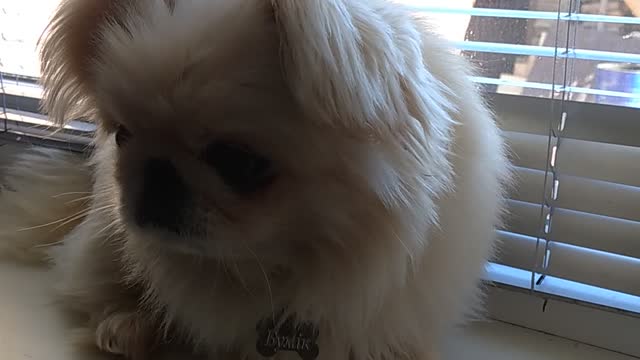 🐕🐕🐕