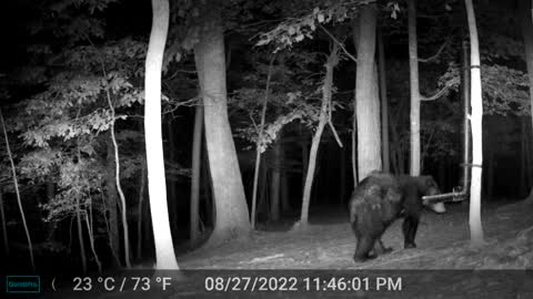 The Woods – 08/28/2022 Bear