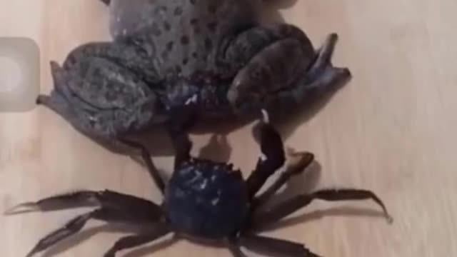 funny animal videos hilarious check it out