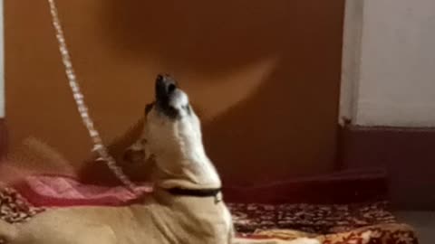 MY FUNNY DOG