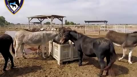 Meet Manolo the mule - Easy Horse Care Rescue Centre