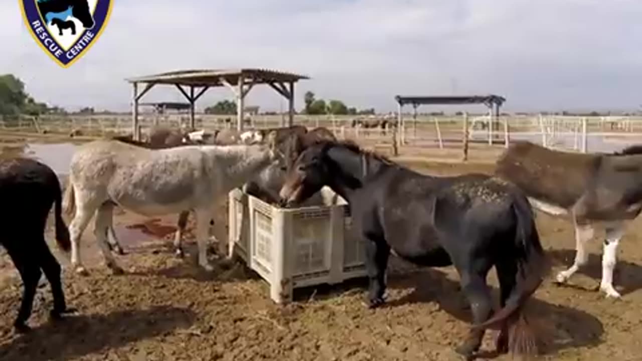 Meet Manolo the mule - Easy Horse Care Rescue Centre