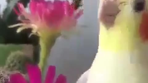 Cocktail bird sings
