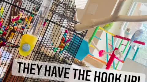 Parakeets of Rumble