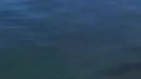 Funny Animals