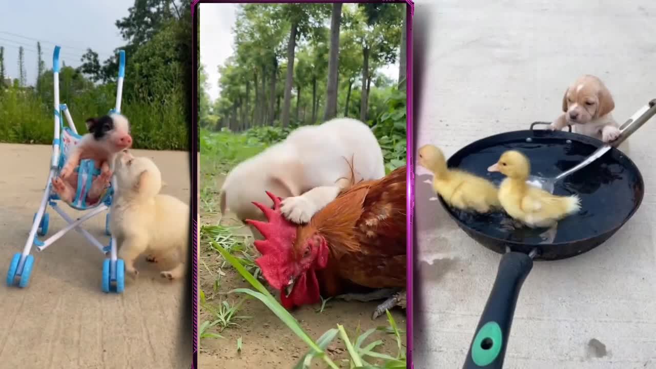 Baby Dogs - Cute and Funny Dog Videos Compilation #1 | Aww Animals