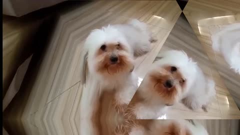 Confused Havanese
