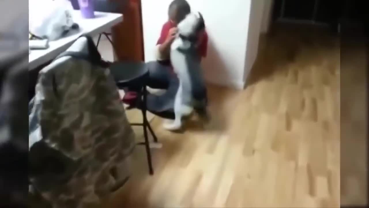 Best Funny Husky Puppies Compilation