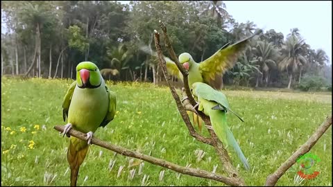 Green Parrot Chirping Loud