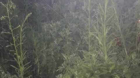 Water jets and grass