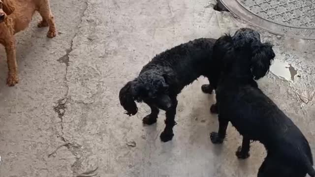 little black dog
