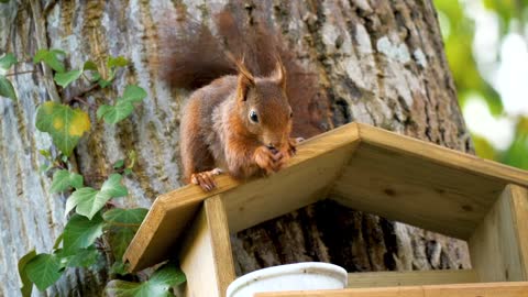 Beautiful squirrel