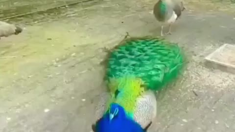 Amazing creatures! I don't get tired of looking at them dancing beautifully.