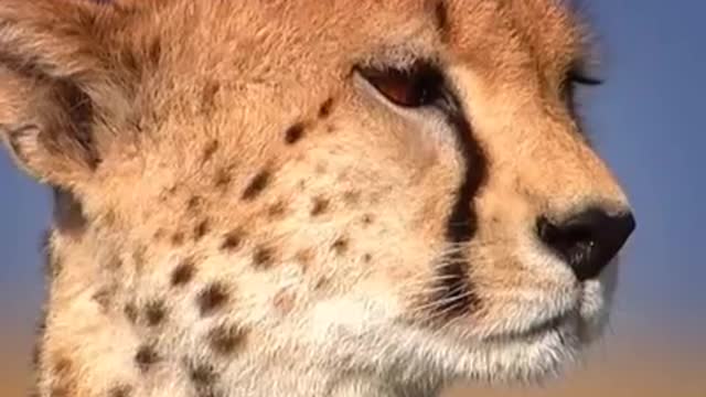 Running with a Cheetah Cub | Little Big Cat | BBC Earth