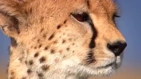 Running with a Cheetah Cub | Little Big Cat | BBC Earth