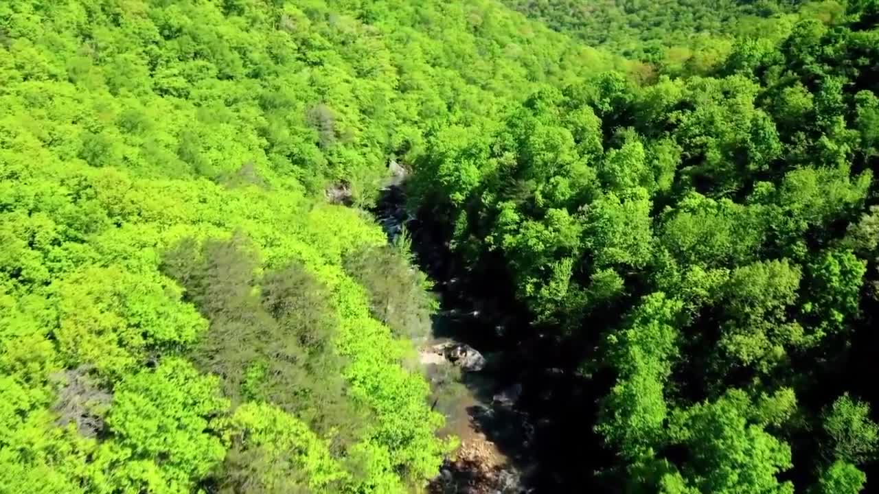 Relaxing Music With Birds Sound Beautiful Nature Peaceful Piano Music