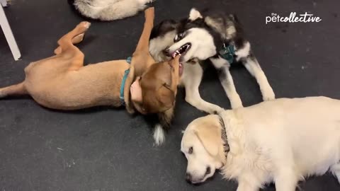 Try_Not_to_Laugh_CHALLENGE___30_Minutes_of_Funny_Dogs(720p)