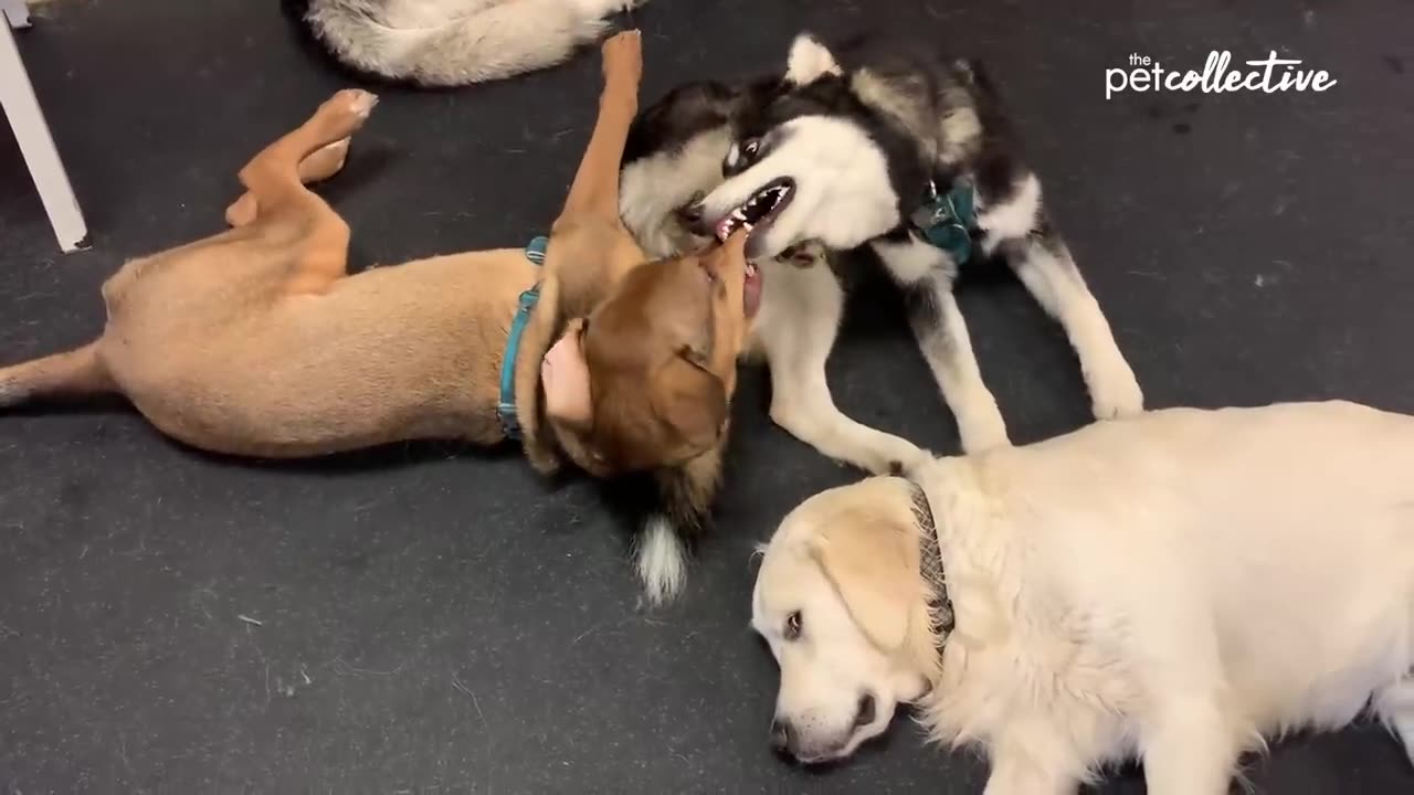 Try_Not_to_Laugh_CHALLENGE___30_Minutes_of_Funny_Dogs(720p)