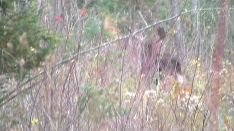 Moose Rut
