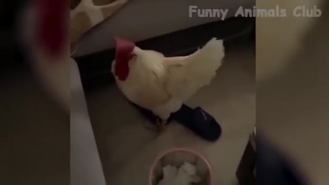 Funny Animal Videos 2022 😂 - Best Dogs And Cats Videos 😺😍