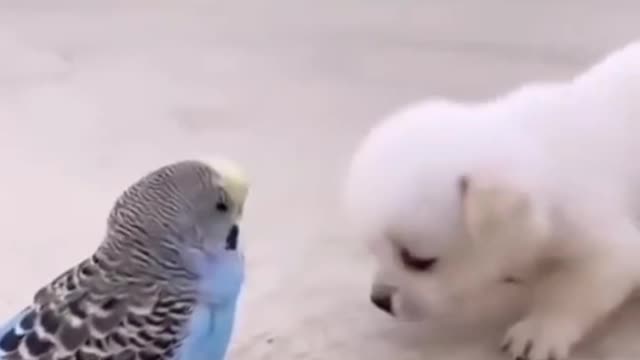 Cute puppy video 😍📷 ❤️♥️😘