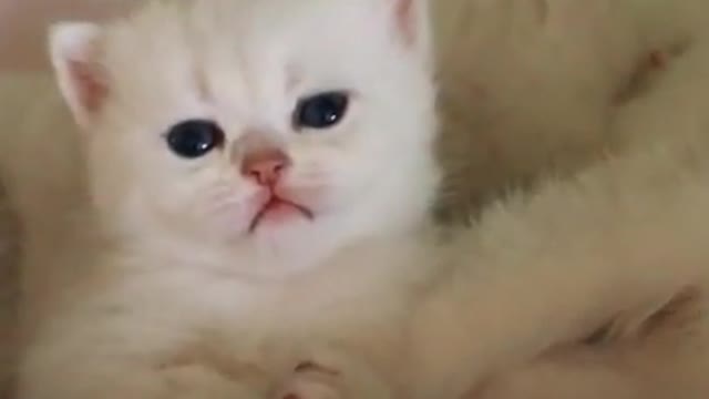 #Funniest Animals Real 😹 - Best Of The 2020 #Funny Animals Videos - Try Not To Laugh