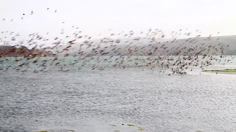 Beach birds