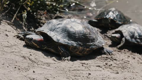 Turtles crawling out from the pond