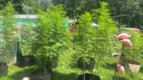 Recreational marijuana plant’s flowering stage July 22, 2024 sensimillia