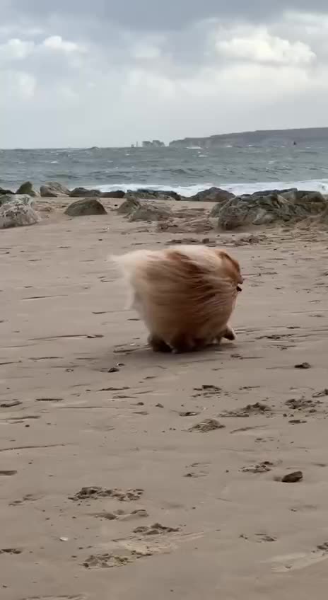 I had that much hair in my younger days 🤣