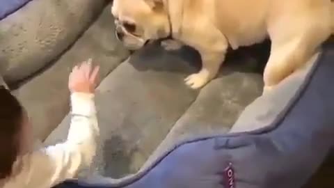 hey..do not touch my ass !! funny dog and cute baby