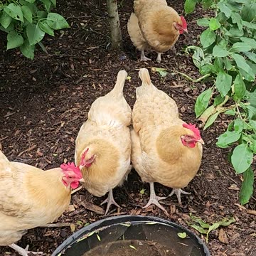 OMC! Incredibly friendly hens scratching, drinking and making pretty noises!