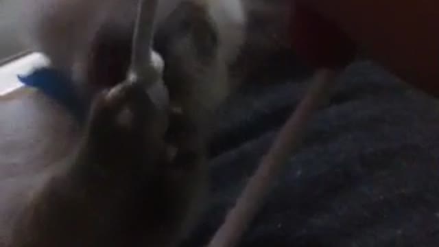 Kitten learning how to chase