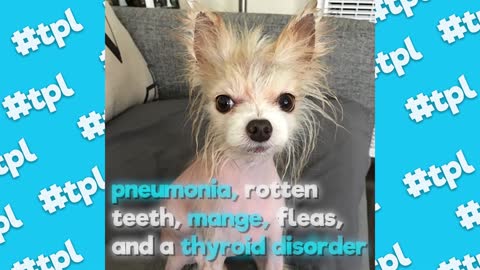 Captain The Dog's Incredible Rescue Story