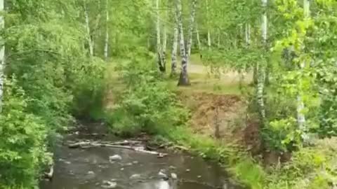 in the forest by the river