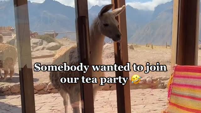 Somebody wanted to join our tea party