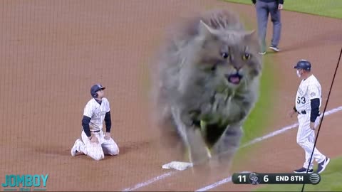 cat on the field a break down