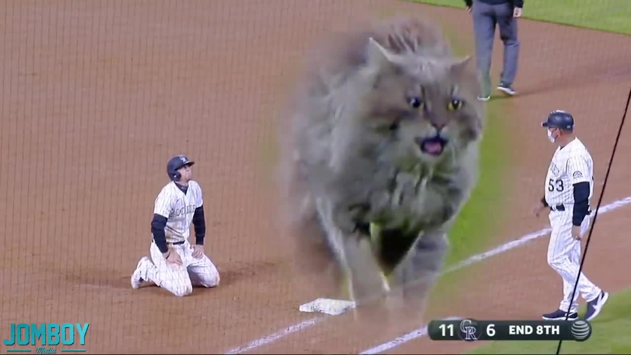 cat on the field a break down