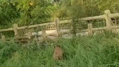 Funny Animal Videos