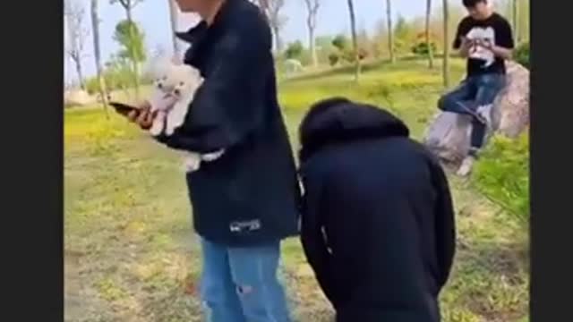 funny animals