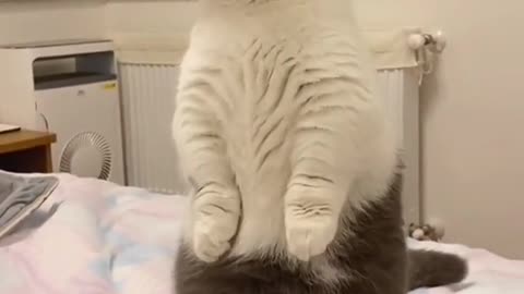 Super lazy cat Cute Cats