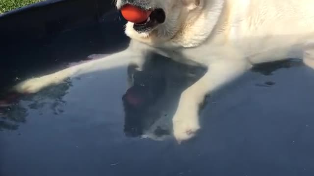 Funny Dogs ❤❤