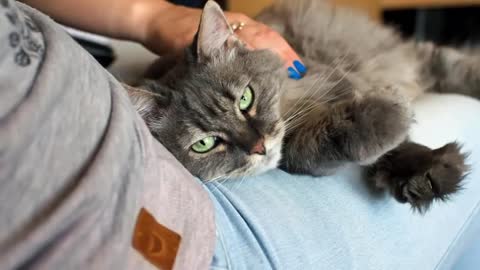 HOW DOES CATS RECOGNIZE THEIR OWNER? CHECK IT OUT
