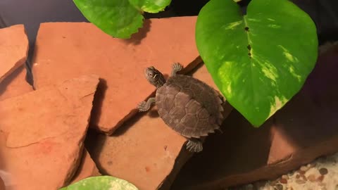 MY BABY MAP TURTLE!!