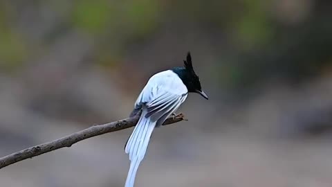 Wildlife and Funs