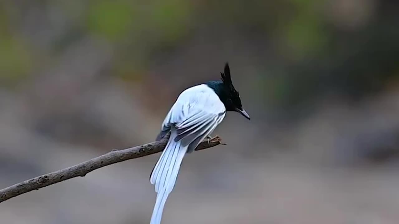 Wildlife and Funs