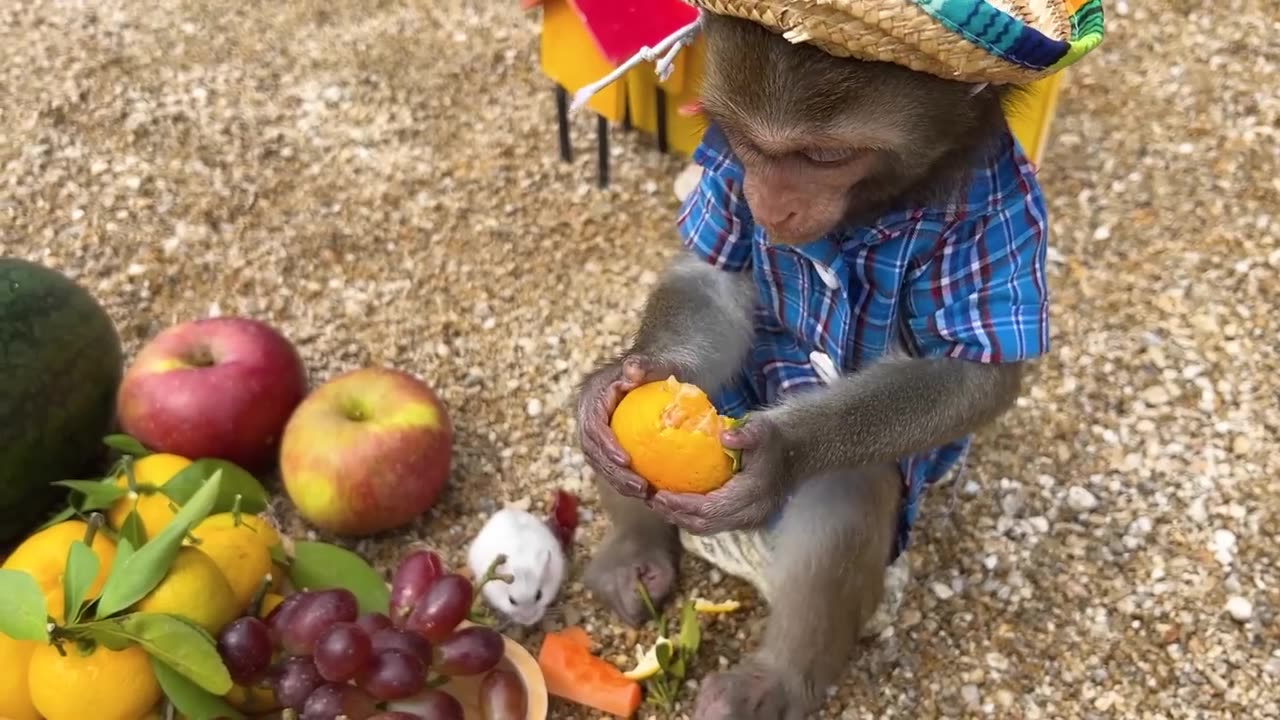 Monkey baby uses toilet paper and naughty in the pool with puppy and duckling